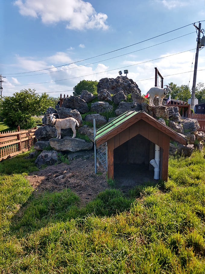 Alpine antics: These goats are living proof that you can climb every mountain... or at least every carefully crafted rock formation.