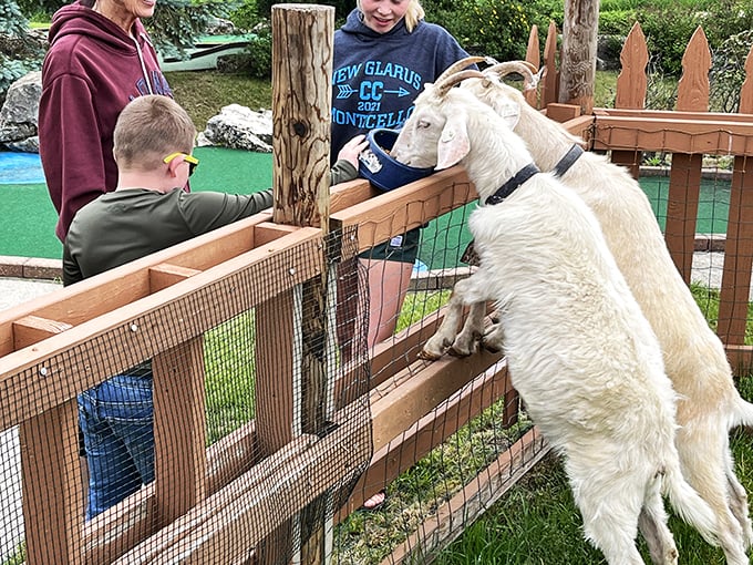 Making new friends at the fence: These curious goats are always ready to cheer you on... or nibble on your scorecard.