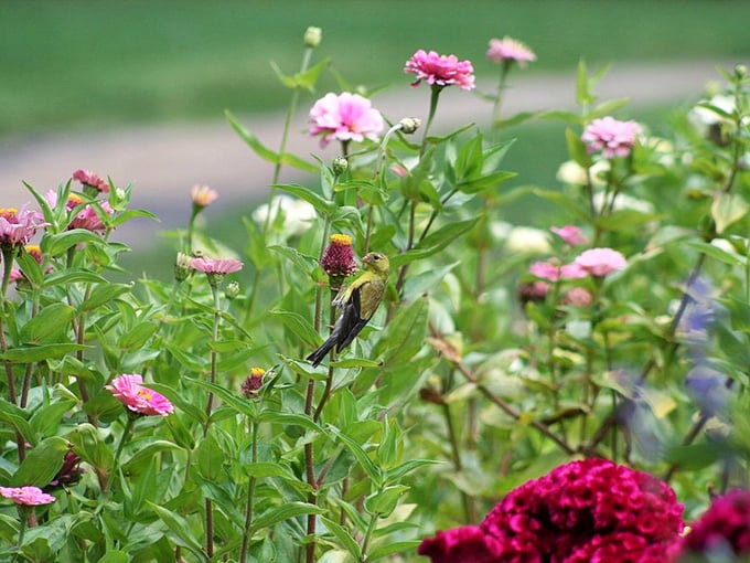 Flower power meets flight club! This tiny hummingbird proves that sometimes the best things in life really do come in small packages.