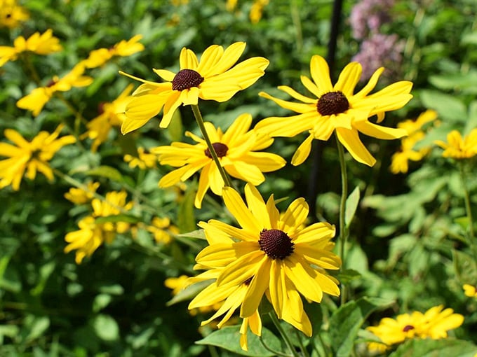 Nature's own ray of sunshine! These cheerful black-eyed Susans are like a gathering of mini suns, brightening even the cloudiest Ohio day.