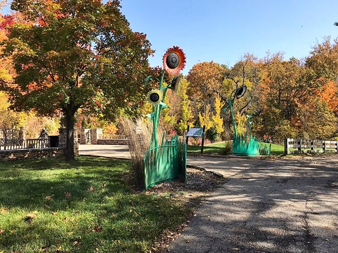 Autumn in Ohio: where Mother Nature pulls out her most vibrant paintbox. These metal sunflowers add a whimsical touch to fall's natural masterpiece.