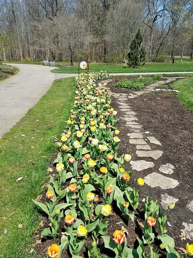 Follow the yellow brick... tulips? This golden path leads not to Oz, but to a wonderland that Dorothy herself would trade Kansas for.