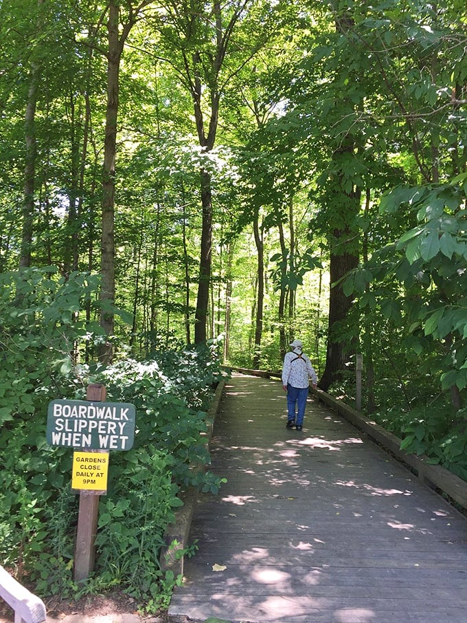 Who needs a yellow brick road when you've got a wooden boardwalk? Just watch your step – we wouldn't want any impromptu swan dives into the foliage!