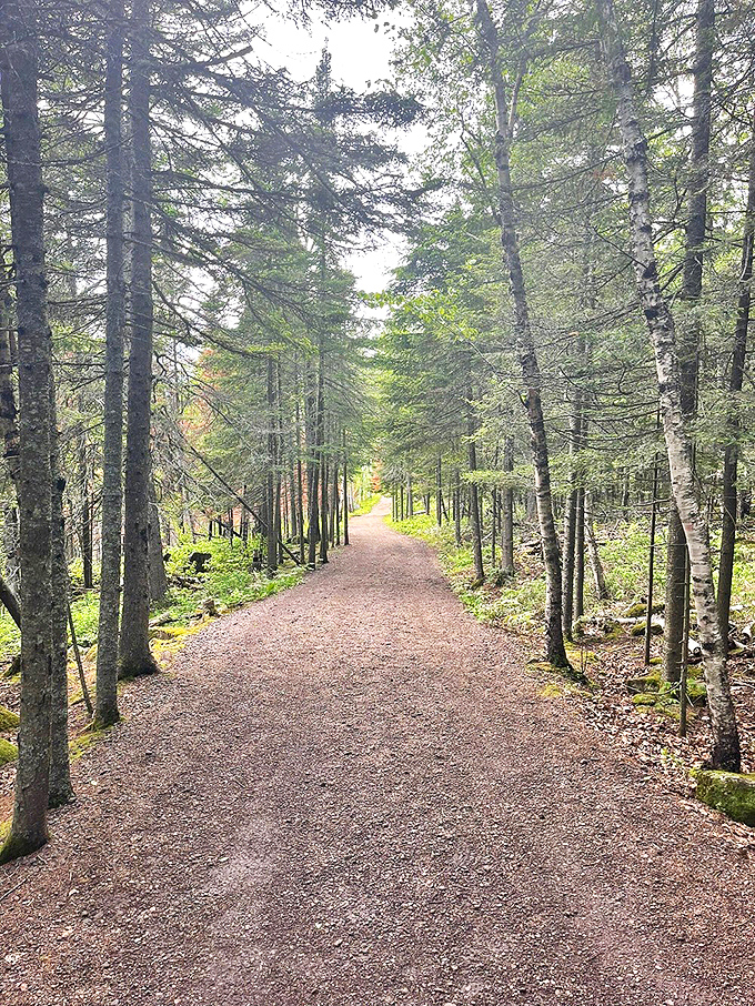 A walk in the woods never looked so inviting. It's like stepping into a Bob Ross painting, minus the "happy little trees" narration.