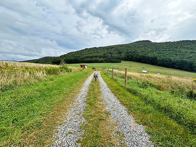 Strolling through Merck's trails is like walking through a Bob Ross painting come to life. Happy little trees everywhere!