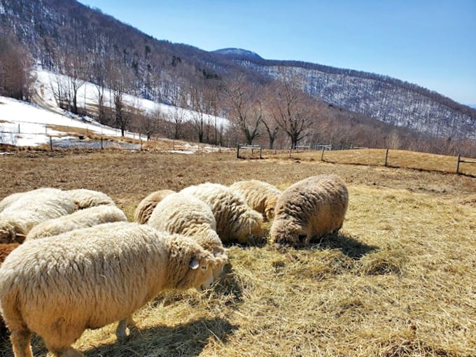 These woolly wanderers are living their best life. It's a sheep's world, we're just lucky to visit it.