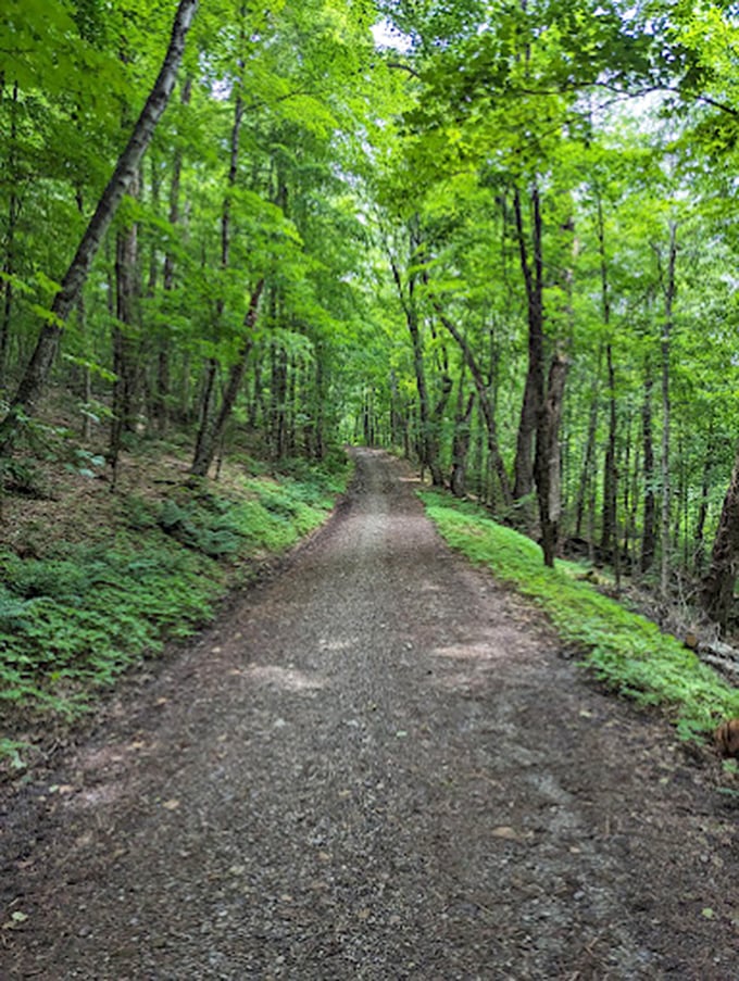 This trail is begging for a leisurely stroll. It's the forest's version of rolling out the green carpet.