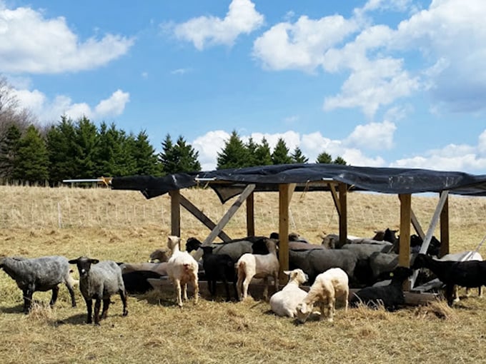 "Excuse me, coming through!" The local four-legged residents line up for nature's happy hour at the watering hole.