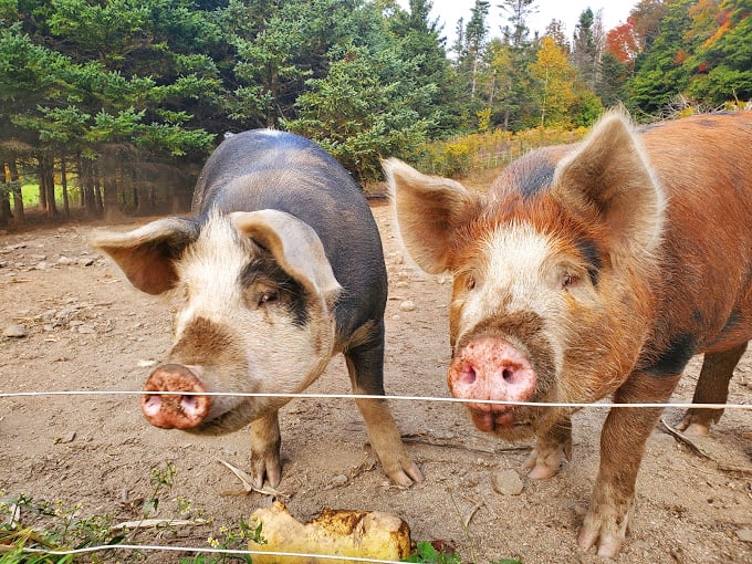 These porcine pals are living proof that you can be both muddy and adorable. Oink if you agree!