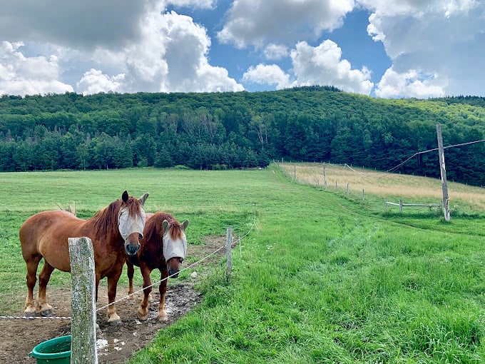 Horsing around in paradise. These equine residents have hit the geographic jackpot with their million-acre backyard.