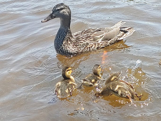 A family outing, duck-style! Mama duck leads her fluffy entourage on a swim lesson. It's like "Make Way for Ducklings" meets "Baywatch."