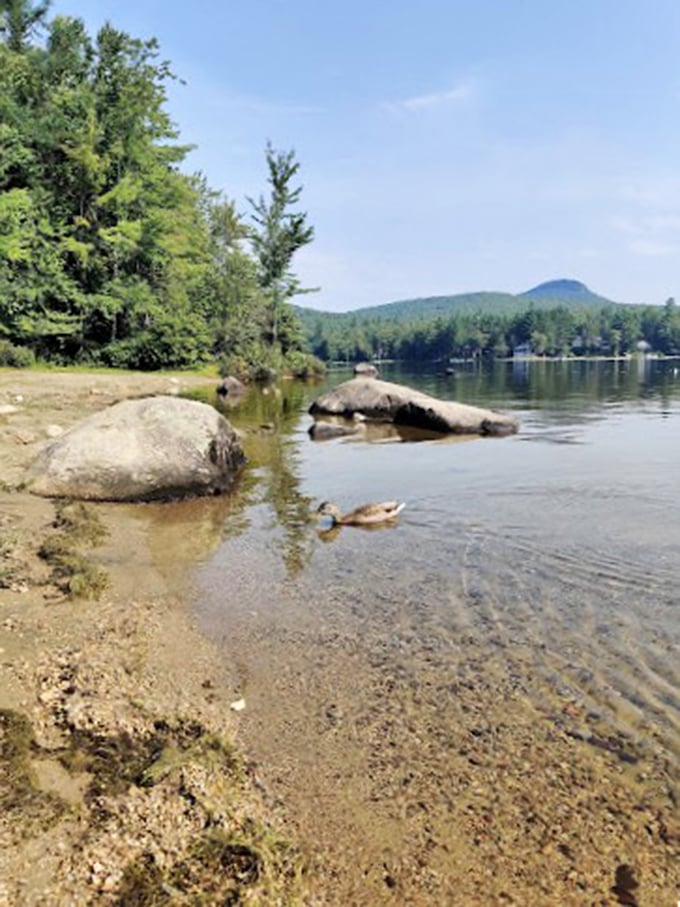 Crystal-clear temptation: Groton's waters invite you for a refreshing dip. It's nature's own infinity pool, complete with duck companions.