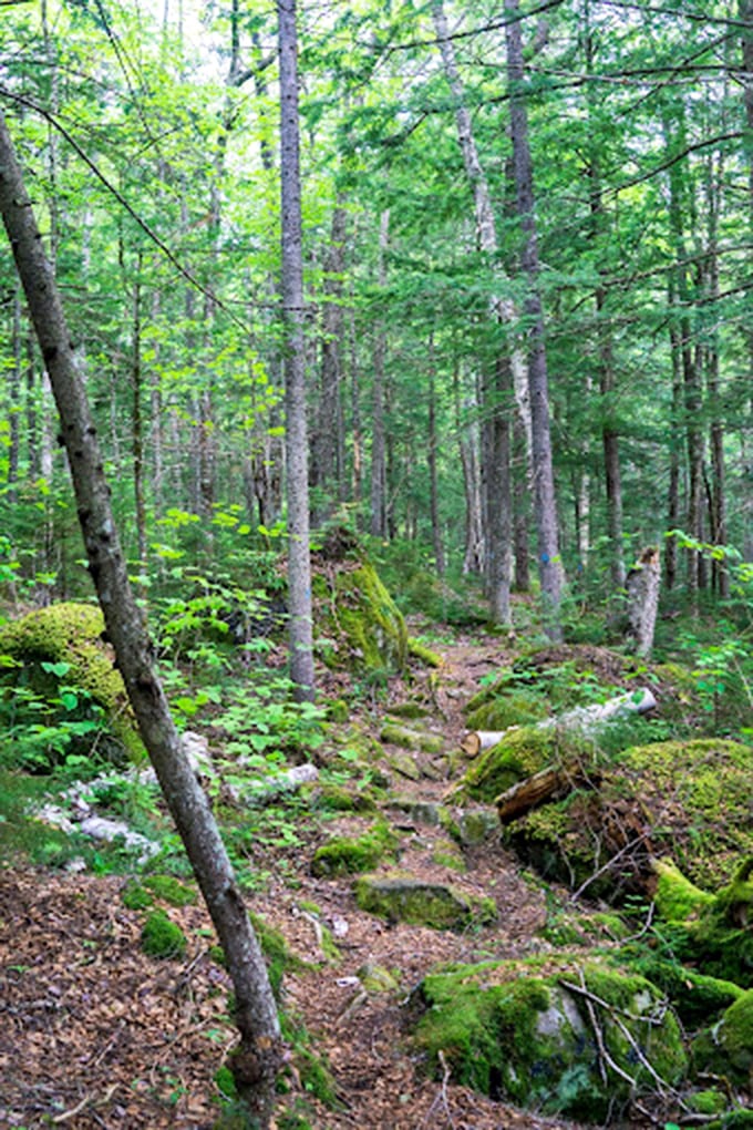 Emerald cathedral: Towering trees create a natural sanctuary. It's like stepping into a living, breathing "Lord of the Rings" set.