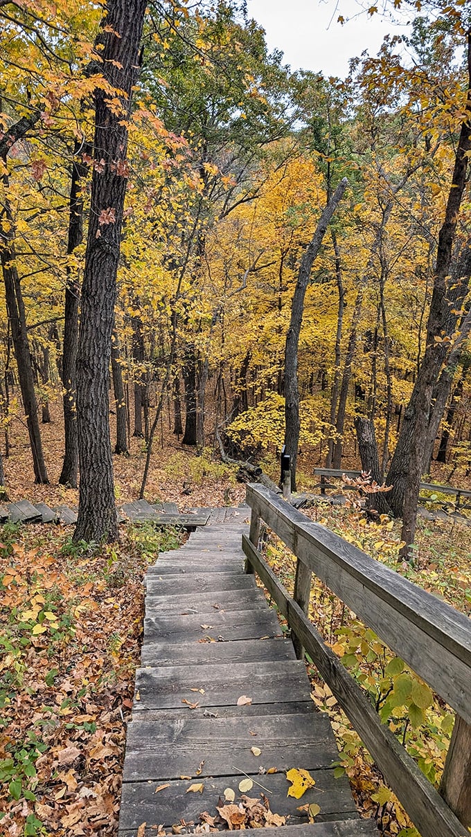 Golden leaves carpet a wooden stairway. Nature's red carpet, minus the paparazzi and awkward poses. Photo credit: Christopher Tettam