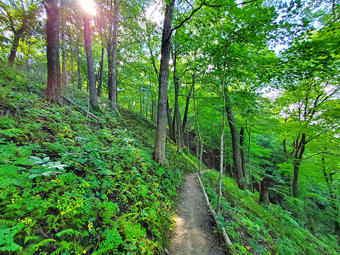 A green canopy stretches as far as the eye can see. It's like being in Fern Gully, minus the fairies. Photo credit: James F