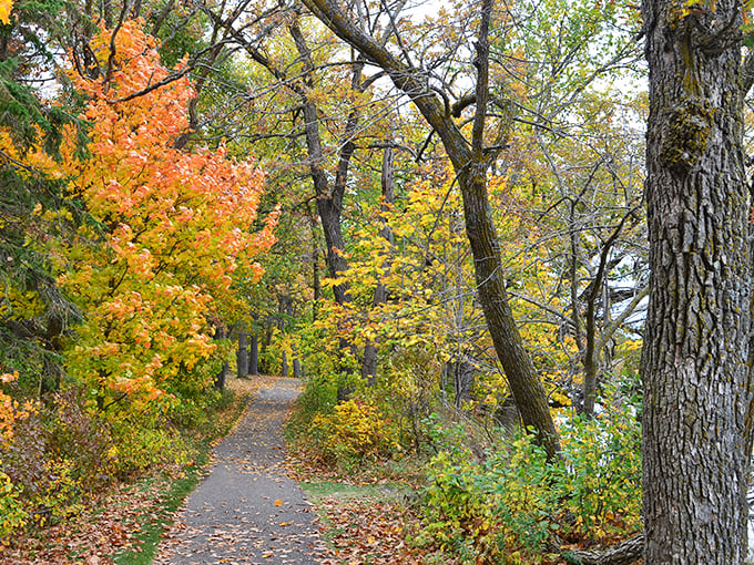 Sun-dappled trails wind through verdant woods. It's like stepping into a fairy tale, minus the talking animals. Photo credit: Nithya Susan Jacob