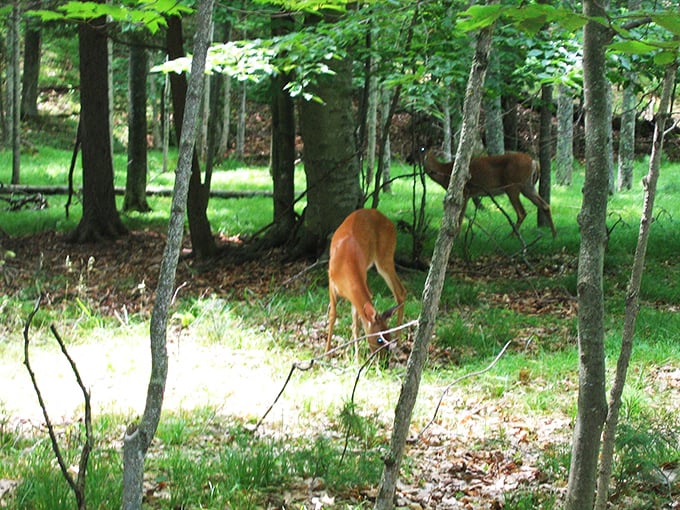 Deer diary: Today I saw humans in their natural habitat. They seemed harmless, but I'll keep my distance just in case they try to take selfies.