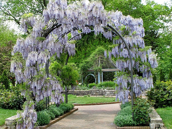 A garden so enchanting, even Mr. Darcy would crack a smile! This close up view showcases Inniswood's meticulously designed landscape, where nature and artistry dance in perfect harmony.