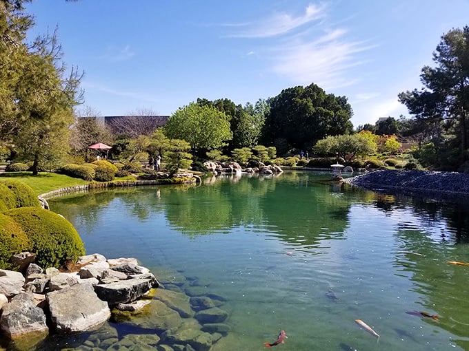 Koi fish living large in their aquatic paradise. These finned celebrities have better real estate than most of us – talk about swimming in luxury!