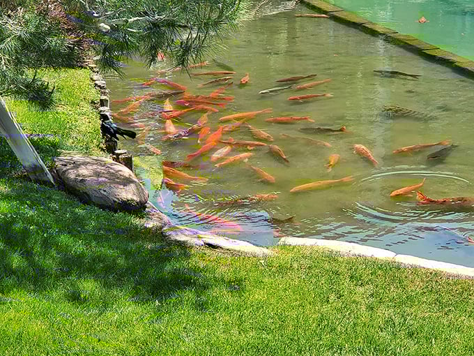 Koi living their best life in liquid gold. These fish have better digs than most resort pools – and they never have to fight for a lounge chair.