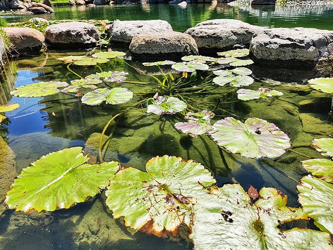 Water lilies doing their best Monet impression. If Claude had visited Phoenix, this might have been his 
