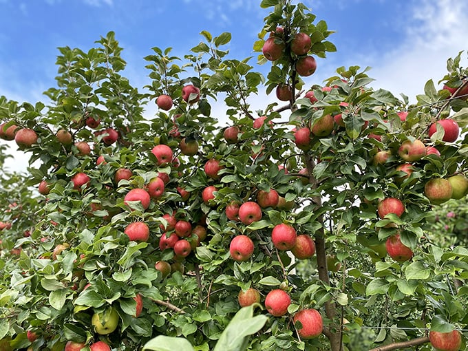 Nature's jewels on display. These apples aren't just fruits, they're little orbs of joy waiting to brighten your day. Time to play favorites!