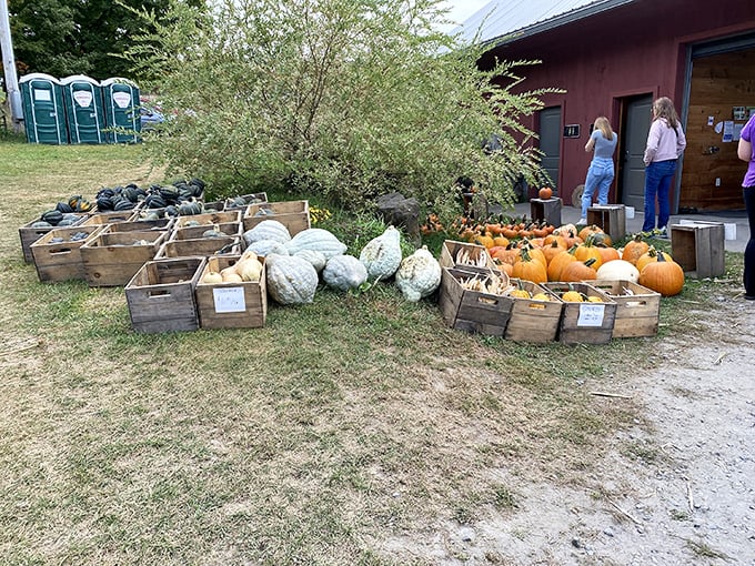 Gourd-geous! A cornucopia of fall's finest, from classic orange pumpkins to quirky gourds. Halloween's red carpet has nothing on this lineup.