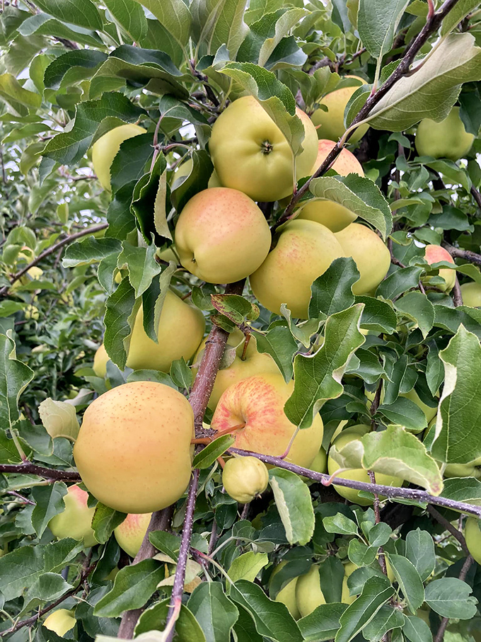 Golden delights hanging like nature's chandeliers. These Gingergold apples are ready for their close-up – and your pie crust.