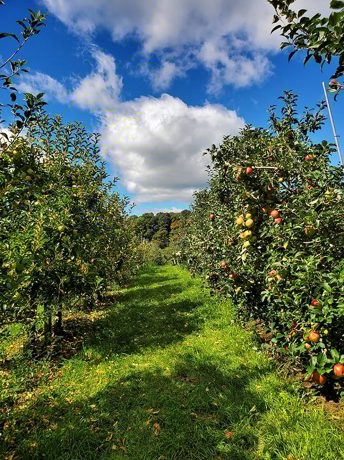 Rows of possibility stretch out before you. It's like nature's version of an all-you-can-eat buffet, but with more fresh air and fewer regrets.