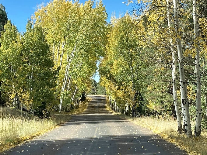 Nature's own yellow brick road! This golden-hued path through the aspens is Greer's way of rolling out the autumn welcome mat.