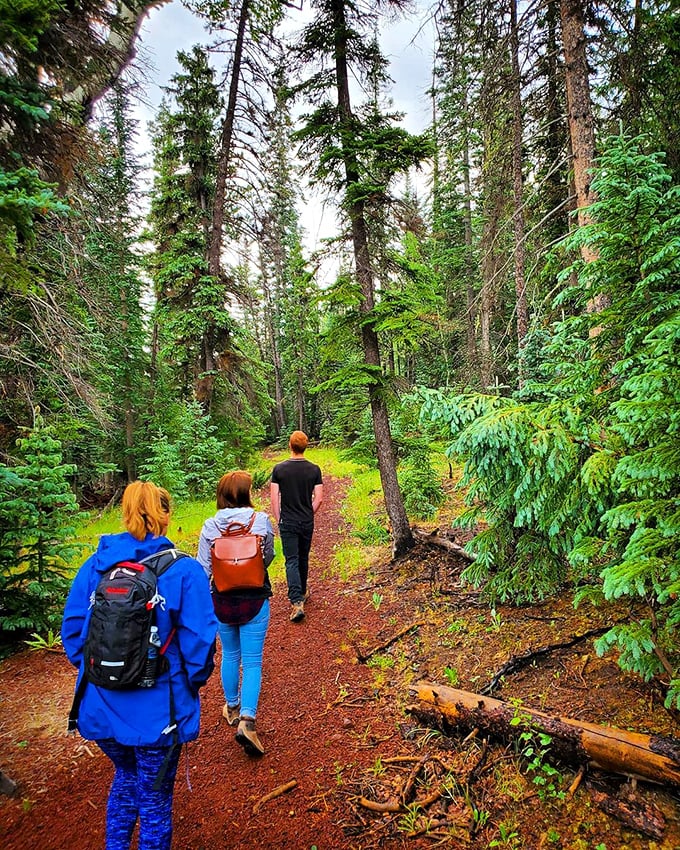 Who needs a yellow brick road when you've got nature's own emerald pathway? Oz has nothing on Greer's enchanted forest trails.