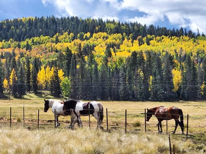 Greer's welcoming committee: Four-legged and fabulous. These equine locals are always ready for their close-up – or a carrot, if you've got one.