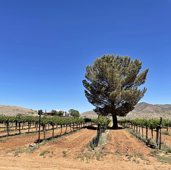 Trading post turned tasting room? Coronado proves great wine can bloom anywhere – even in the heart of cowboy country.