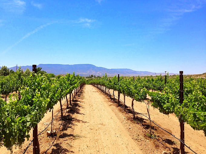 Rows and rows of possibility. These neat lines of grapevines stretch towards the horizon like a green Excel spreadsheet, each one a potential glass of joy.