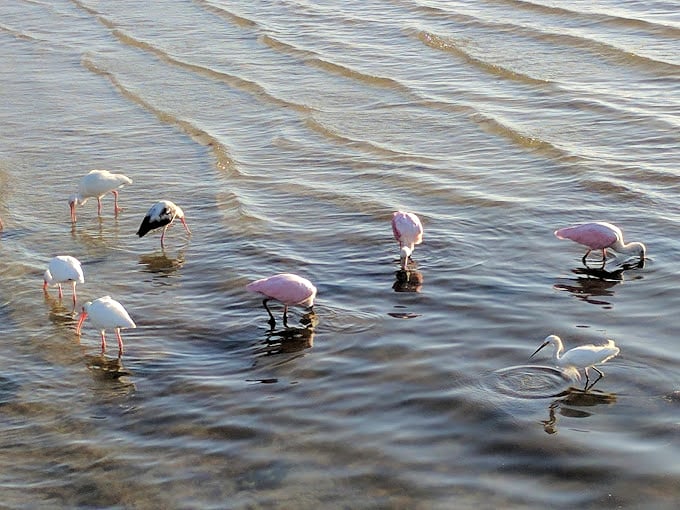 Flamingo fiesta! These pink party animals are living their best Florida life. It's like a beach version of "West Side Story," but with more feathers.