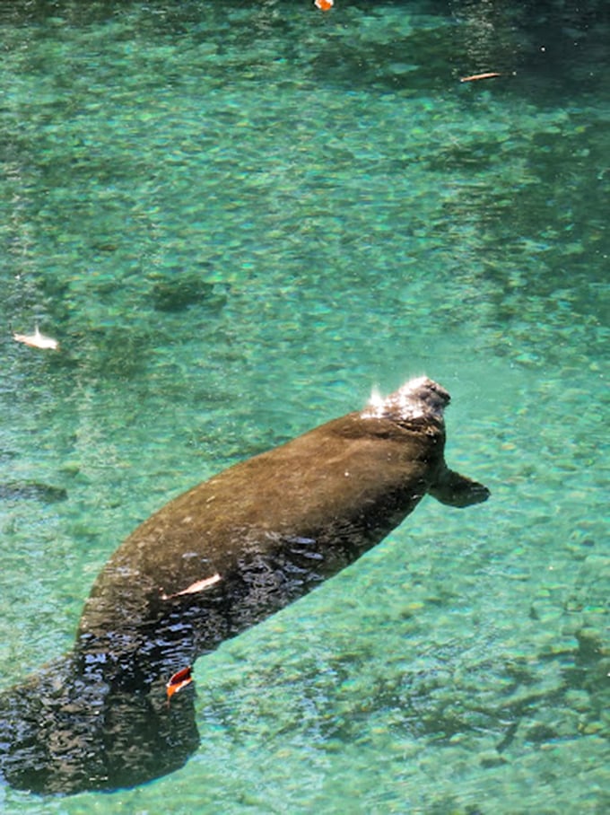 Meet the VIP (Very Important Potato) of Crystal River! This manatee's graceful glide puts Olympic swimmers to shame.