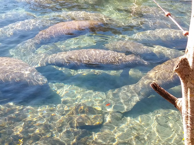 It's a manatee block party! These gentle giants huddle like football players planning the world's slowest, most adorable play.