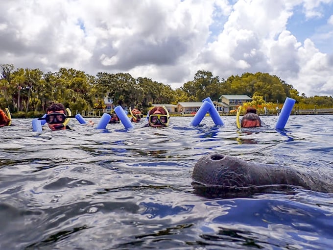 Synchronized swimming, manatee-style! These curious creatures give Olympic judges a run for their money in the charm department.