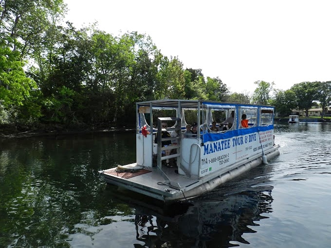 All aboard the SS Manatee Express! This tour boat is your ticket to the greatest show on Earth – or at least under the water.