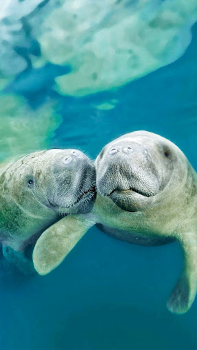 Talk about a close encounter of the adorable kind! These manatees are ready for their underwater headshots.