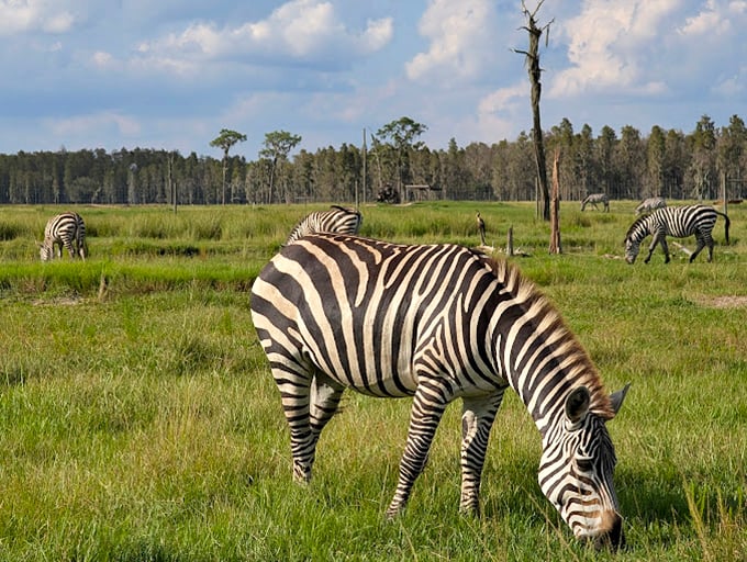 Stripes on stripes on stripes! These zebras are living proof that nature's got a flair for fashion that puts runway models to shame.