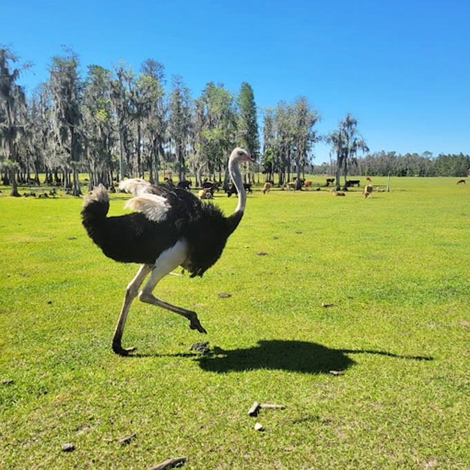 "Excuse me, coming through!" This ostrich struts its stuff like it's auditioning for "Dancing with the Stars: Savanna Edition."