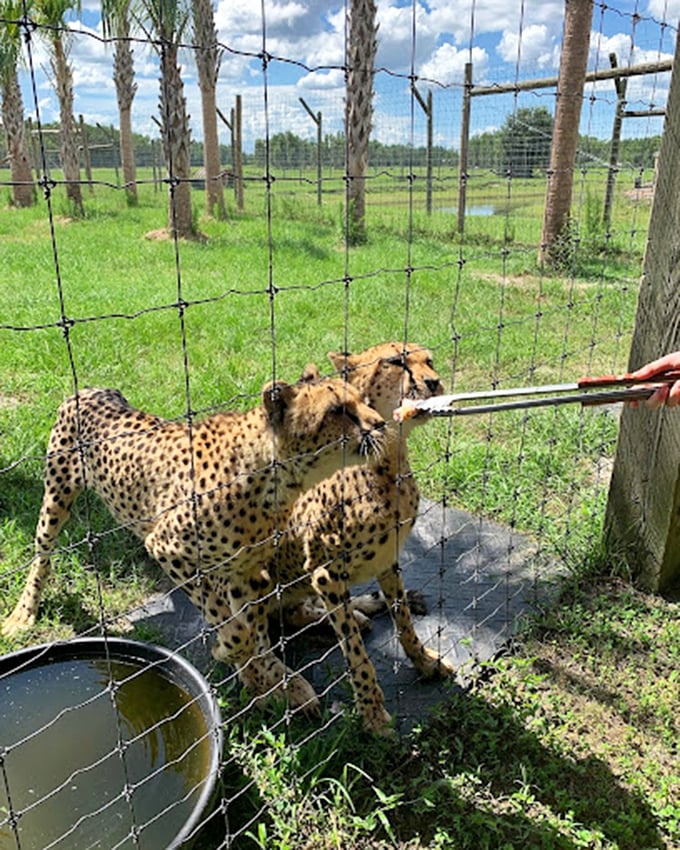 Mealtime at the cheetah café! These spotted speedsters prove that even the fastest cats on Earth can't resist a good snack break.