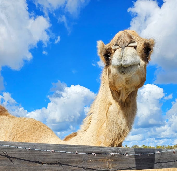 "Hey there, good lookin'!" This camel's got a smile that could charm the humps off any dromedary. Talk about a photogenic ungulate!