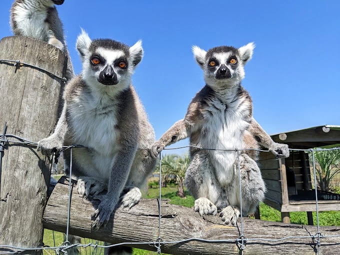 "We're ready for our close-up, Mr. DeMille!" These lemurs could give any Hollywood star a run for their money in the charisma department.