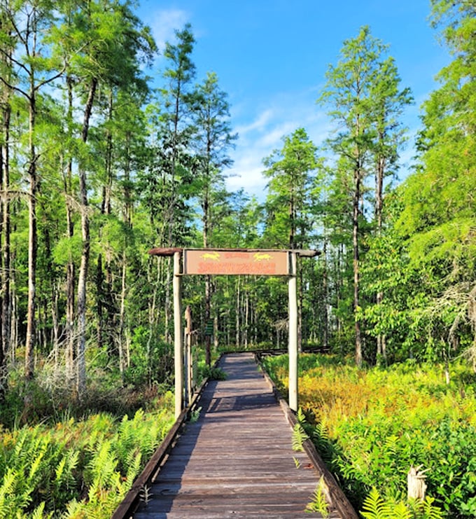 Welcome to the jungle... Florida style! This boardwalk promises adventures wilder than your average theme park ride.