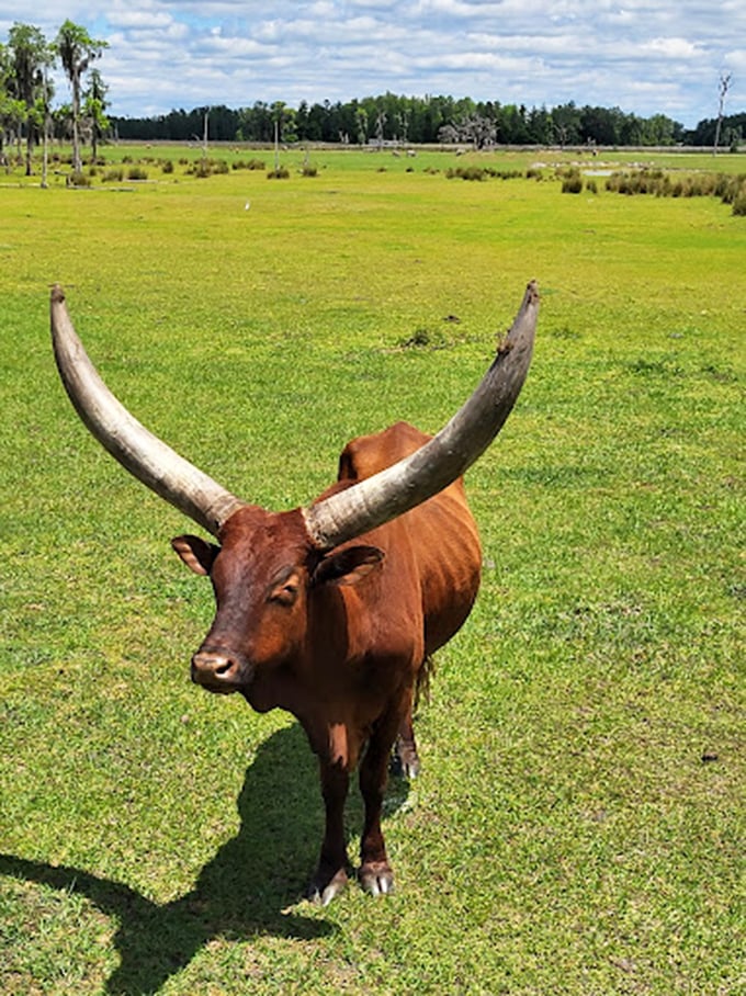 Holy cow! This watusi's headgear puts the most elaborate Kentucky Derby hat to shame. Talk about horning in on the spotlight!