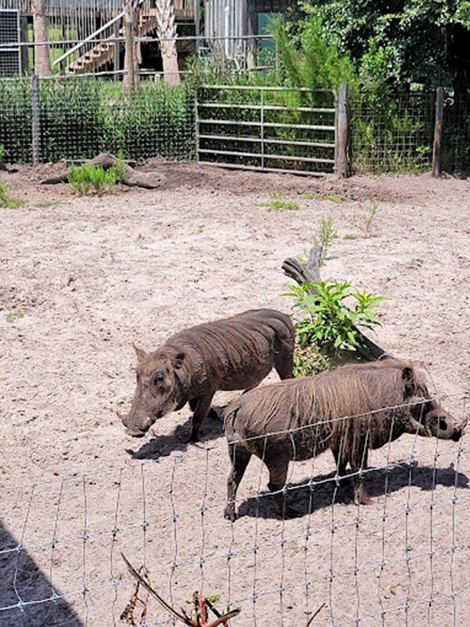 Hakuna Matata! These warthogs are living their best life, proving that beauty is in the eye of the beholder (and that mud is nature's spa).