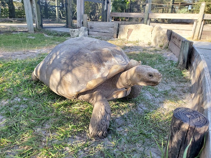 Slow and steady wins the race... to our hearts! This tortoise is the living embodiment of 