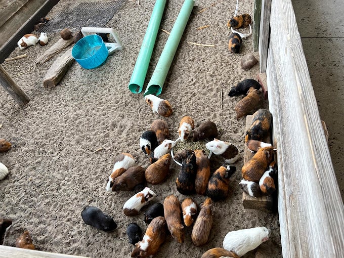 It's a guinea pig party, and everyone's invited! These furry little potatoes are cuter than a basket of kittens at a puppy parade.